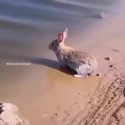 Bunnies can swim?!