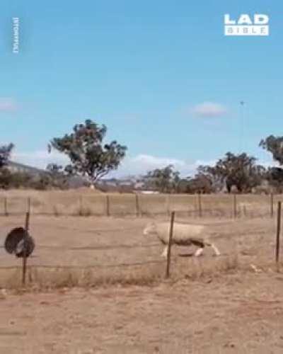 “Ewe picked the wrong sheep to mess with!”