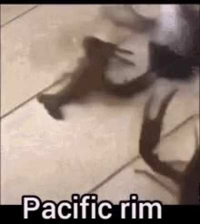 Pacific rim in real life: