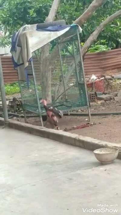 Macaco lol e grelo lol brigando 🤑🔥 (Koé moderador, aceita aí)