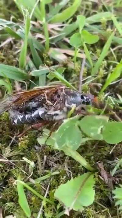 Send the earth destroy nuke