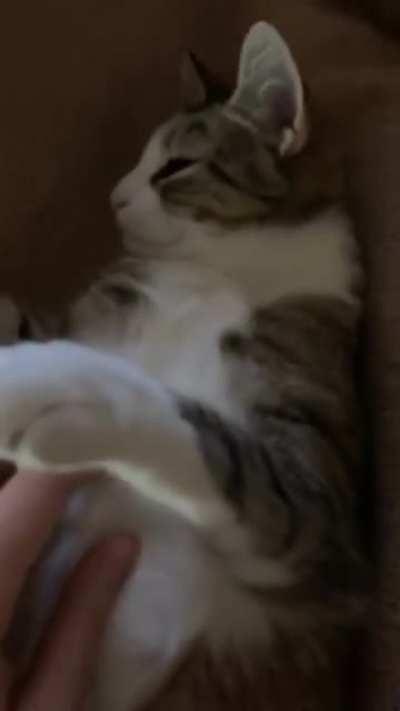 The squeaks of a rough life