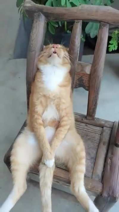 Este michi duerme sentado jaja