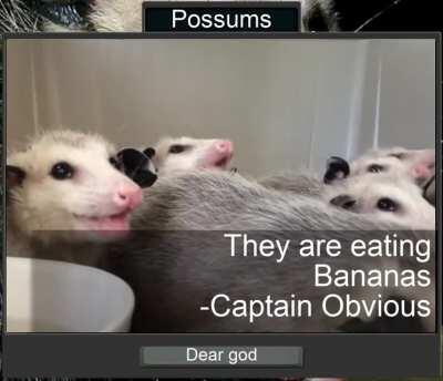 Possums: they are eating bananas