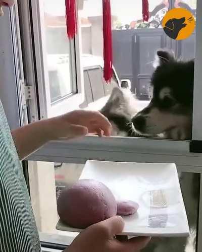 All doggos love their squishy treats!