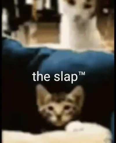 Violence between wunki is reaching unbelievable levels!