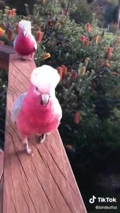 Like most other cockatoos, Galahs form strong, lifelong bonds with their partners. This species is becoming increasingly common in urban areas.