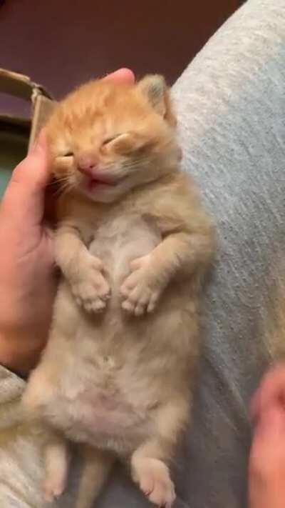 Little sleepy kitten <3