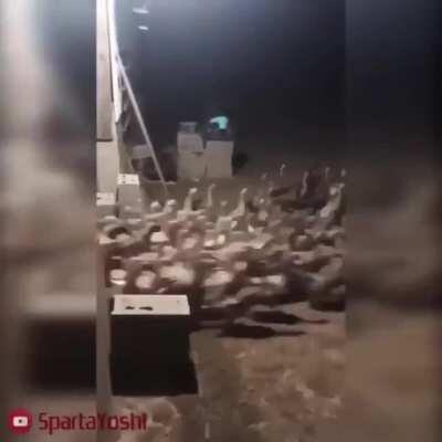 The seeding of Anas, aka Serina with ducks