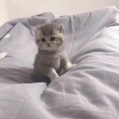 ❤️❤❤️ Meow. I said MEOW! ❤️❤❤️