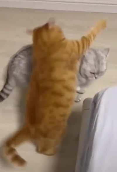 Average russian cat fight