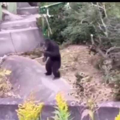 This monkey can dance better than me