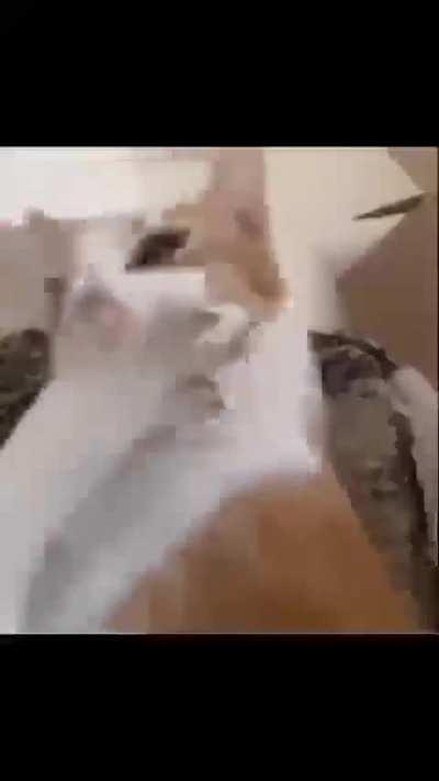 what on earth is wunkus doing 