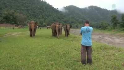 MaN is CruSHeD By a HeaRD oF ElEPhaNTs