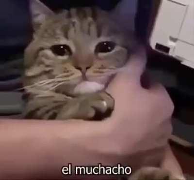 Sad cat video I found on discord