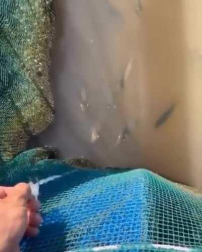 Archerfish using their specialized mouths to shoot down insect prey.