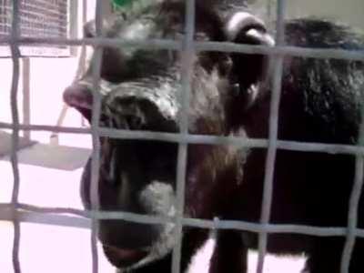 Chimp learning to speak
