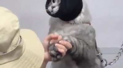 Bro turrned into godzilla