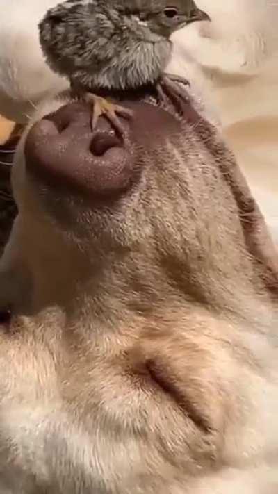 I can't understand how someone is so relaxed.