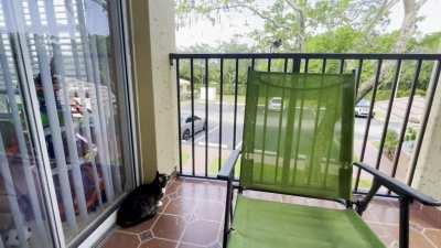 My cat and an overprotective bird have a yelling match on my patio