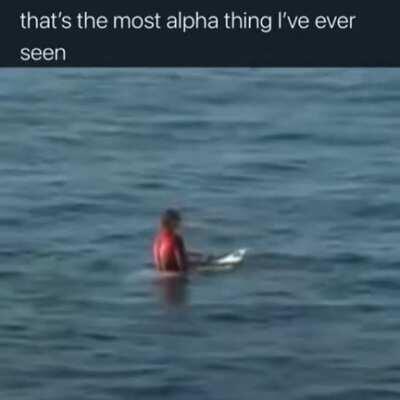 Surfing powered by shark