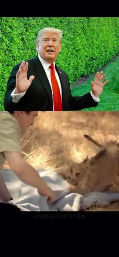 The Presidents debate about Weezer