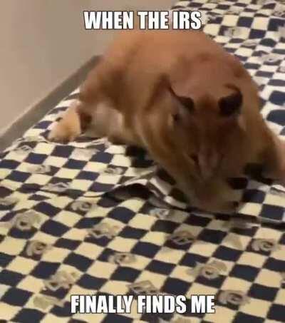 no no no nO NO NO NO NO