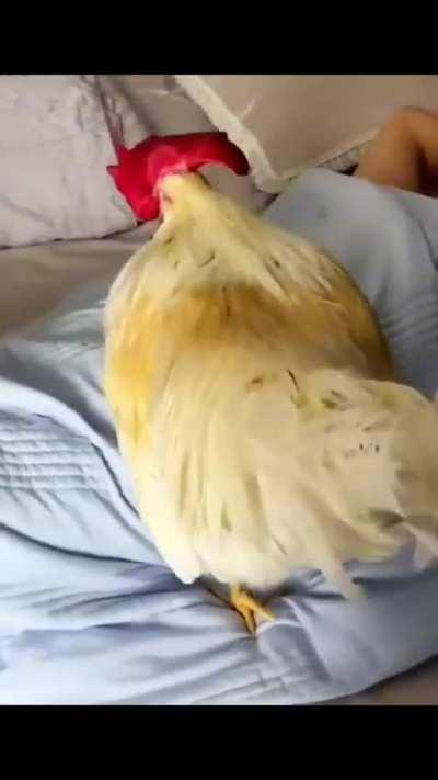 Best alarm ever seen... 🐔