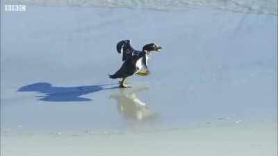Ducks save a baby Penguin from a bunch of Caracaras