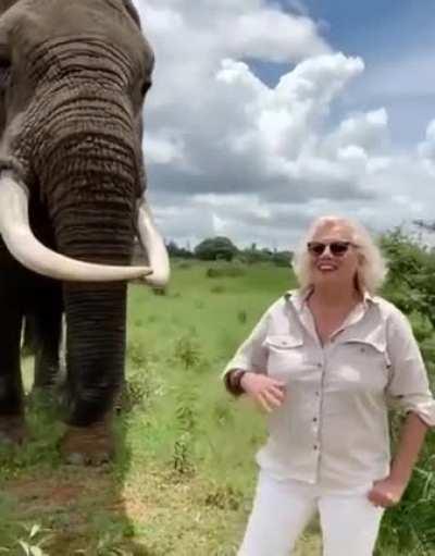 Elephant pretends to eat a woman's hat...but then gives it back.
