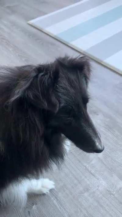 Bella met a cat for the first time, and had a lot of quiet little opinions about it from a safe distance.