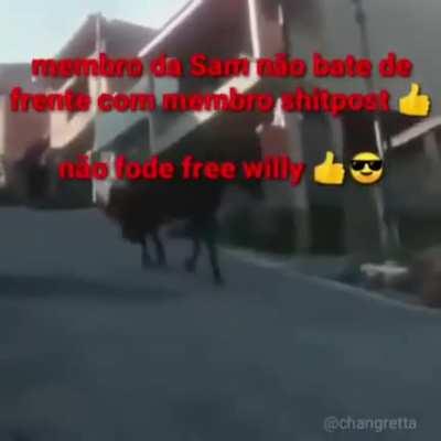 Gordola sendo gordola