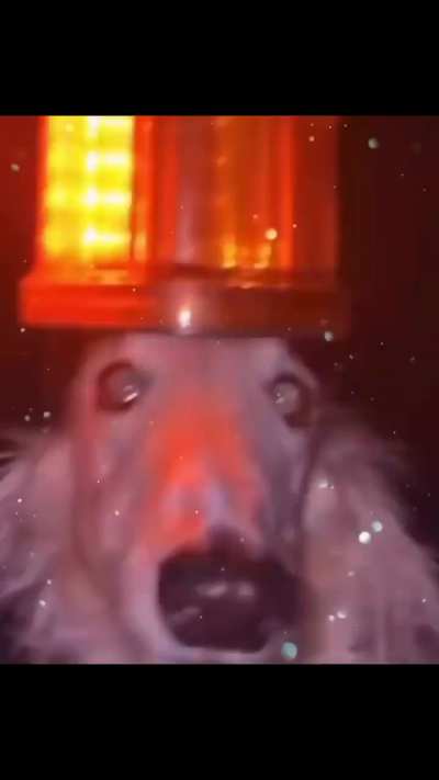 Whar happen to borzoi thursday :(