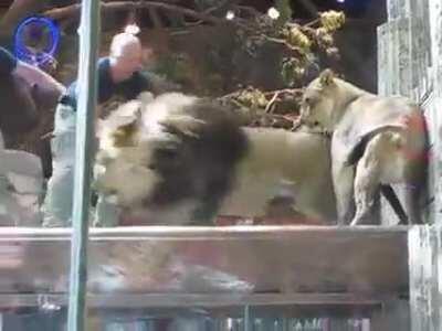 WCGW If I'm a newbie lion trainer and I ignore the male lions obvious irritation with me and when he stares in my eyes I stare back, basically challenging him
