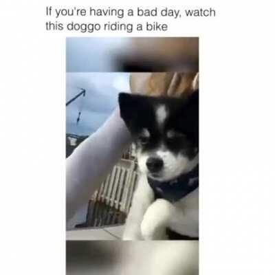 Puppy is helping by pedaling!