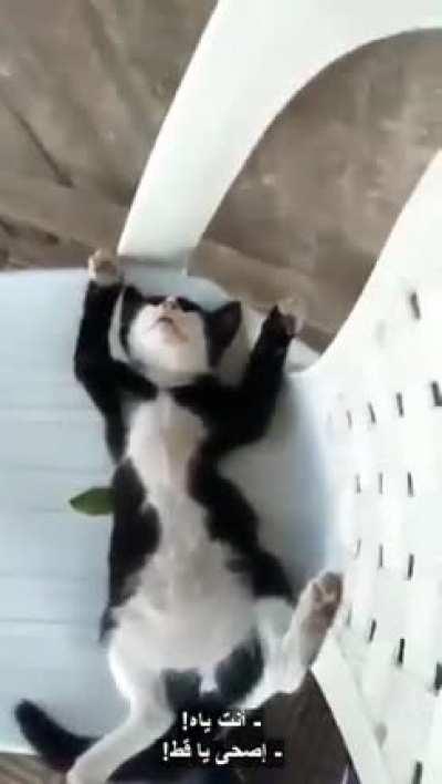 Very cute cat and people