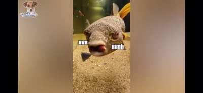 Funny Mbu pufferfish