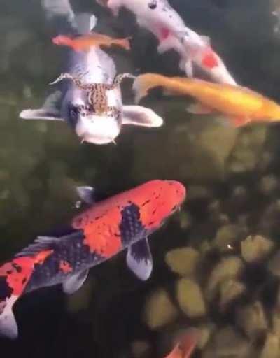 frog hitching a ride 🔥