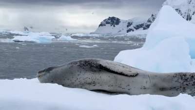 🔥Distubing this leopard seals nap in Antarctica