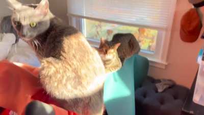 Peloton… but for cats