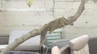 If it’s hot out, this is where you will find Sammy. Hangin’ around.