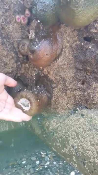 Whatever sea creature this is