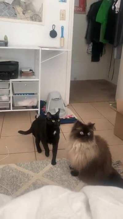 the house is infested