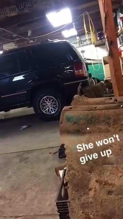 Dually has been gone for a few years but this video cracks me up! Sound on!