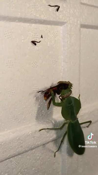 Mantis kills a wasp effortlessly
