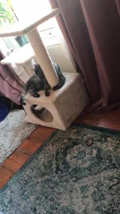 Hey, if I don't catch this tail, who will?