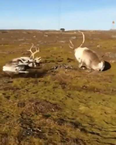 These caribou needing to adjust after being separated