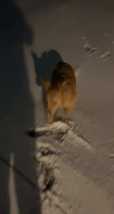 6 month old golden excited about her first big snow!