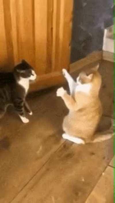 Epic Cat Fight