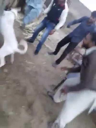 WCGW when you try to stop dogs fighting
